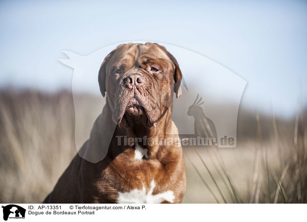 Bordeauxdogge Portrait / Dogue de Bordeaux Portrait / AP-13351