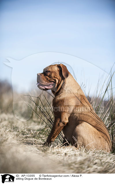 sitzende Bordeauxdogge / sitting Dogue de Bordeaux / AP-13355