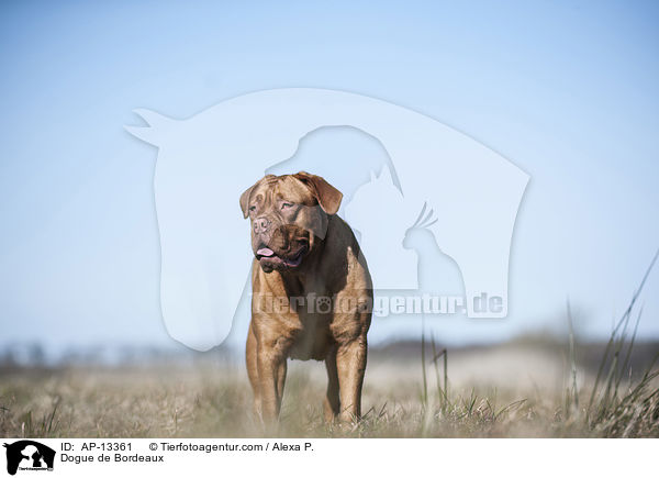 Bordeauxdogge / Dogue de Bordeaux / AP-13361