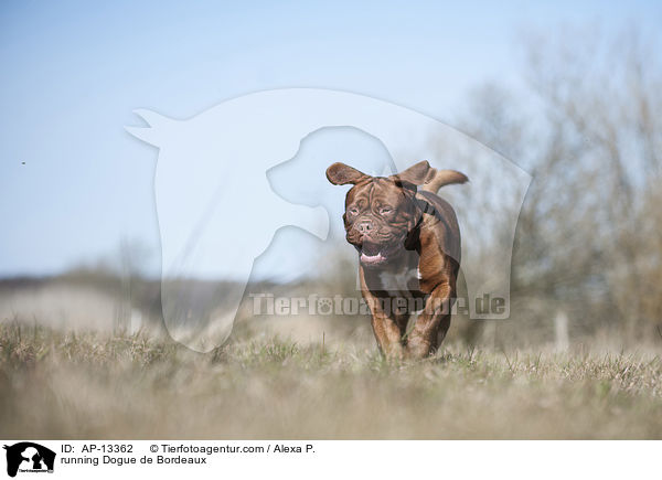 rennende Bordeauxdogge / running Dogue de Bordeaux / AP-13362