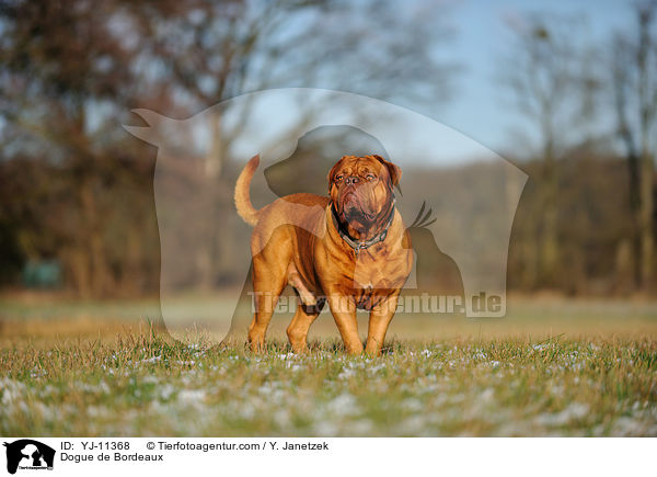 Bordeauxdogge / Dogue de Bordeaux / YJ-11368