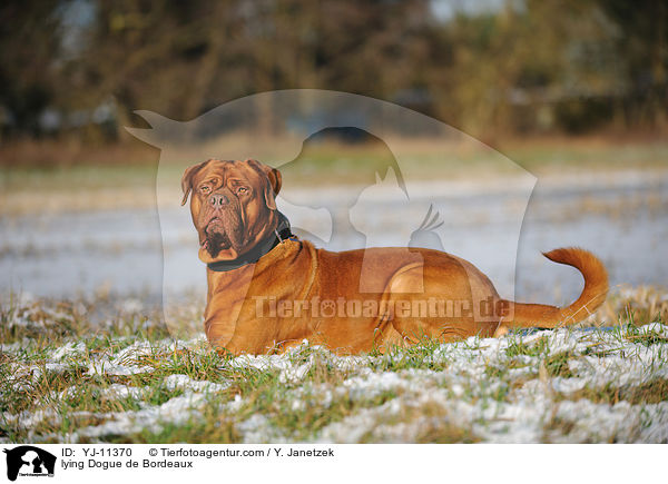 liegende Bordeauxdogge / lying Dogue de Bordeaux / YJ-11370