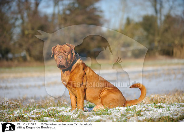 sitzende Bordeauxdogge / sitting Dogue de Bordeaux / YJ-11371