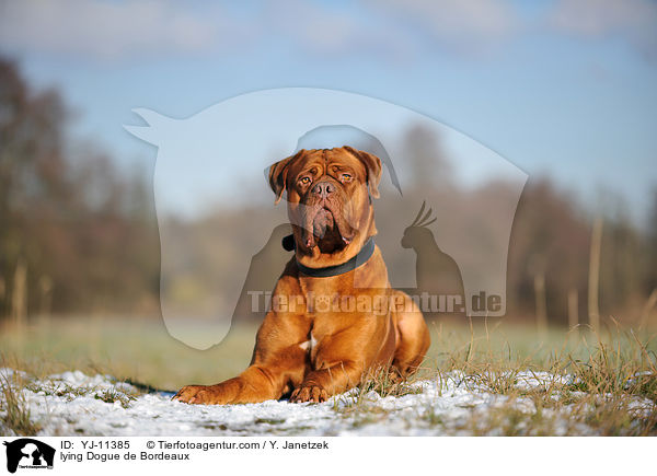 liegende Bordeauxdogge / lying Dogue de Bordeaux / YJ-11385