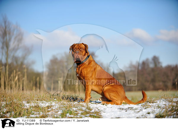 sitzende Bordeauxdogge / sitting Dogue de Bordeaux / YJ-11389