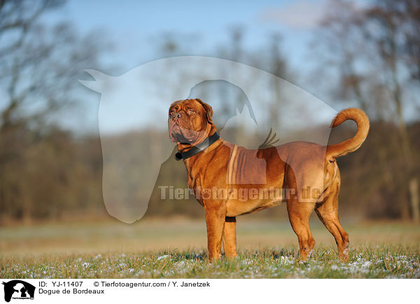 Bordeauxdogge / Dogue de Bordeaux / YJ-11407