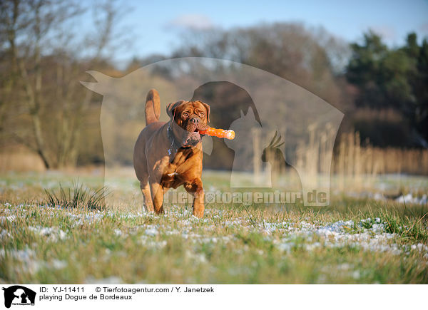 spielende Bordeauxdogge / playing Dogue de Bordeaux / YJ-11411