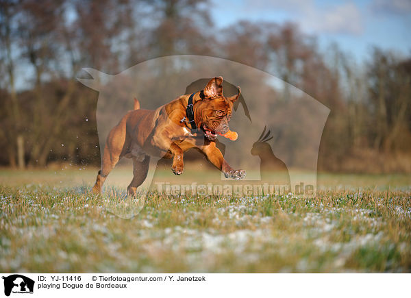 spielende Bordeauxdogge / playing Dogue de Bordeaux / YJ-11416
