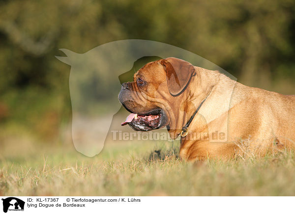 liegende Bordeauxdogge / lying Dogue de Bordeaux / KL-17367