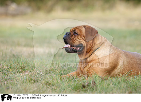 liegende Bordeauxdogge / lying Dogue de Bordeaux / KL-17373