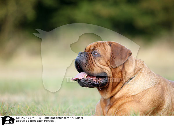 Bordeauxdogge Portrait / Dogue de Bordeaux Portrait / KL-17374
