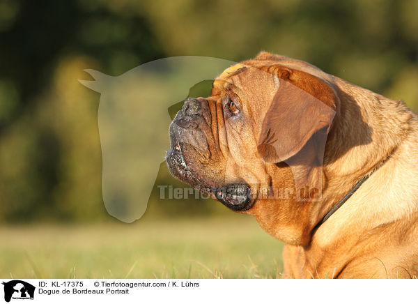 Bordeauxdogge Portrait / Dogue de Bordeaux Portrait / KL-17375