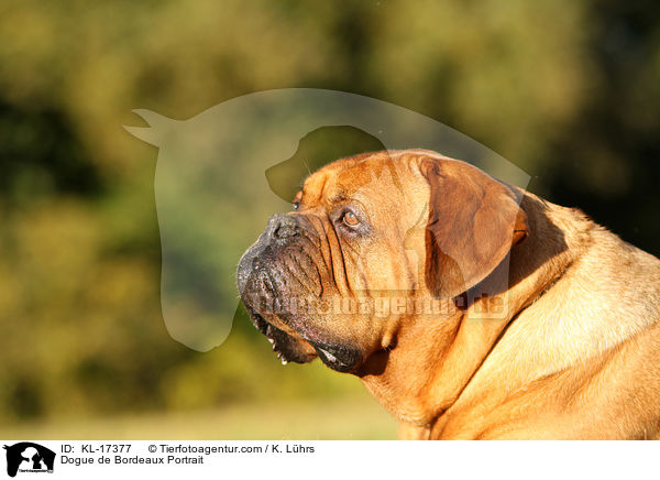 Dogue de Bordeaux Portrait / KL-17377