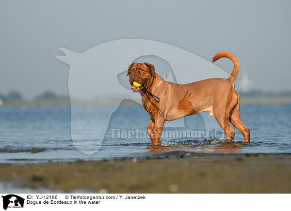 Bordeauxdogge im Wasser / Dogue de Bordeaux in the water / YJ-12186