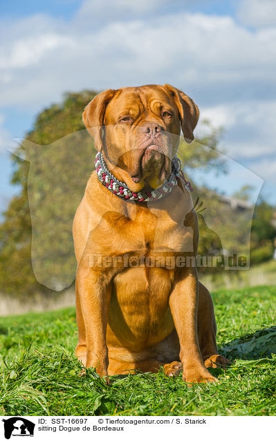 sitzende Bordeauxdogge / sitting Dogue de Bordeaux / SST-16697