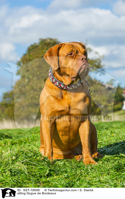 sitzende Bordeauxdogge / sitting Dogue de Bordeaux / SST-16698