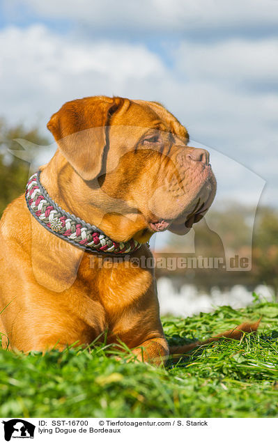 liegende Bordeauxdogge / lying Dogue de Bordeaux / SST-16700