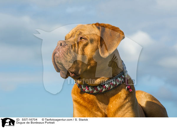 Bordeauxdogge Portrait / Dogue de Bordeaux Portrait / SST-16704