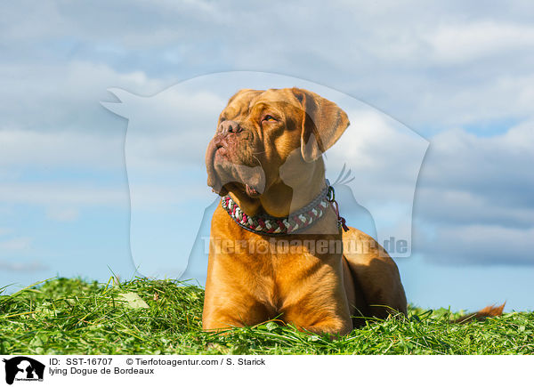 liegende Bordeauxdogge / lying Dogue de Bordeaux / SST-16707