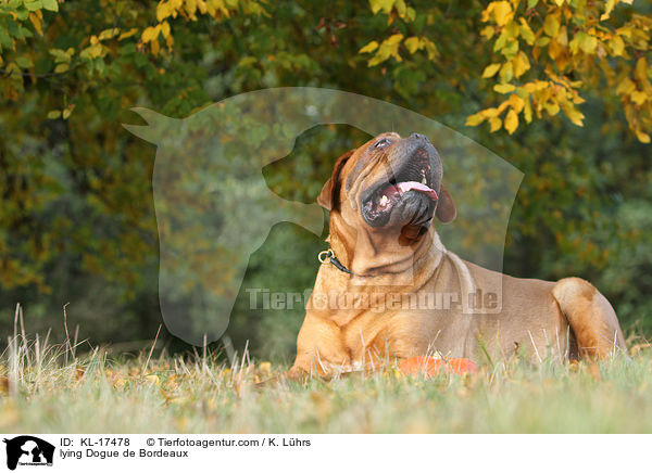 liegende Bordeauxdogge / lying Dogue de Bordeaux / KL-17478