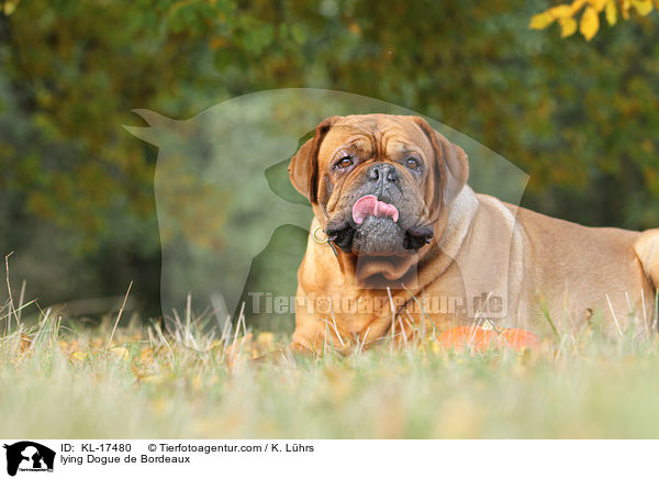 liegende Bordeauxdogge / lying Dogue de Bordeaux / KL-17480
