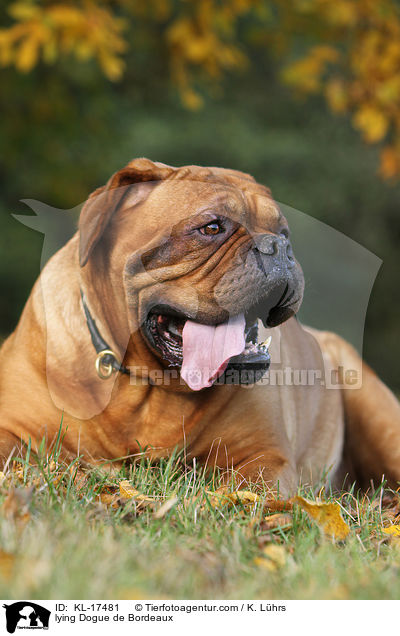 liegende Bordeauxdogge / lying Dogue de Bordeaux / KL-17481