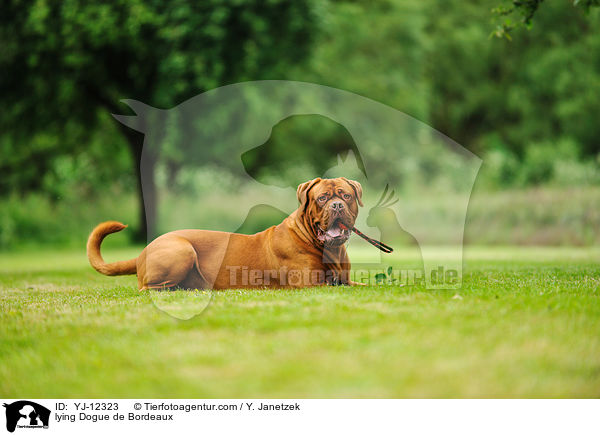 liegende Bordeauxdogge / lying Dogue de Bordeaux / YJ-12323
