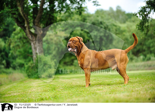 Bordeauxdogge / Dogue de Bordeaux / YJ-12325