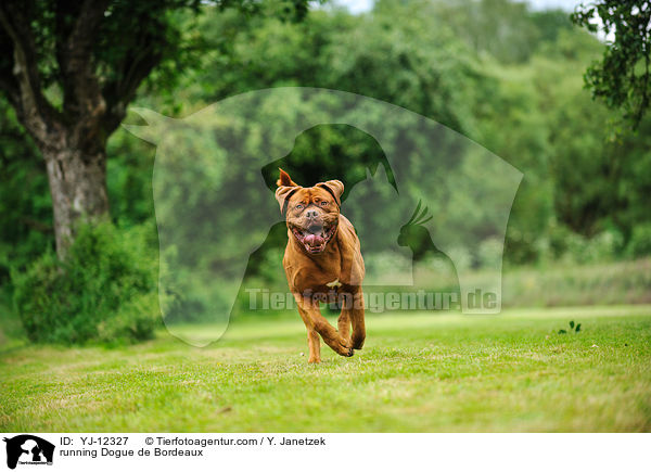 rennende Bordeauxdogge / running Dogue de Bordeaux / YJ-12327