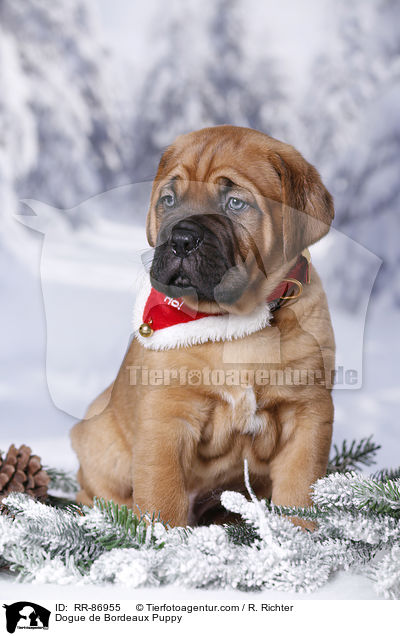 Bordeauxdogge Welpe / Dogue de Bordeaux Puppy / RR-86955
