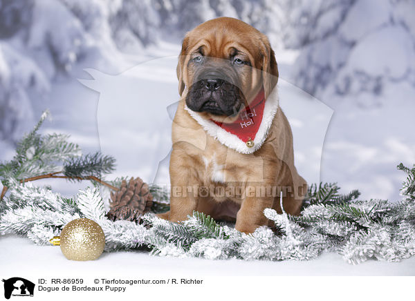 Bordeauxdogge Welpe / Dogue de Bordeaux Puppy / RR-86959