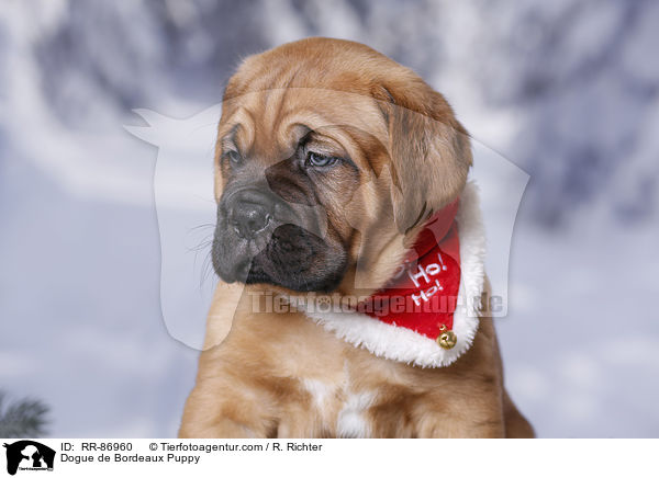 Bordeauxdogge Welpe / Dogue de Bordeaux Puppy / RR-86960