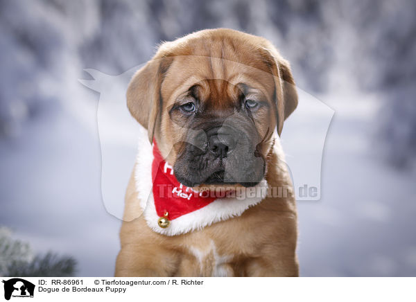 Bordeauxdogge Welpe / Dogue de Bordeaux Puppy / RR-86961