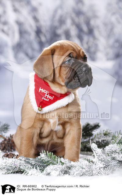 Bordeauxdogge Welpe / Dogue de Bordeaux Puppy / RR-86962