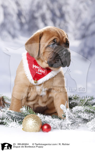 Bordeauxdogge Welpe / Dogue de Bordeaux Puppy / RR-86964