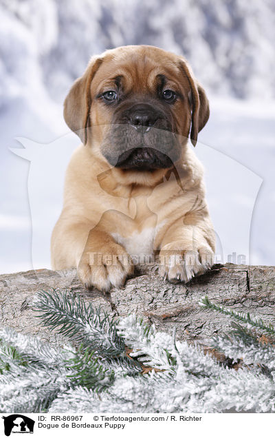 Bordeauxdogge Welpe / Dogue de Bordeaux Puppy / RR-86967