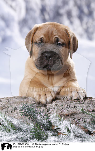 Bordeauxdogge Welpe / Dogue de Bordeaux Puppy / RR-86968