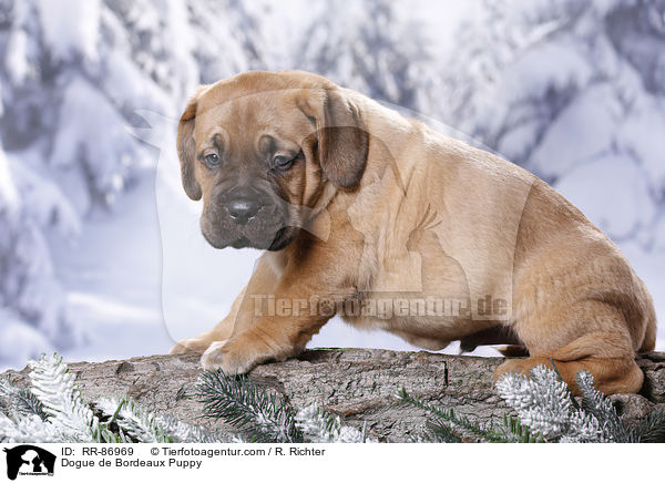 Bordeauxdogge Welpe / Dogue de Bordeaux Puppy / RR-86969