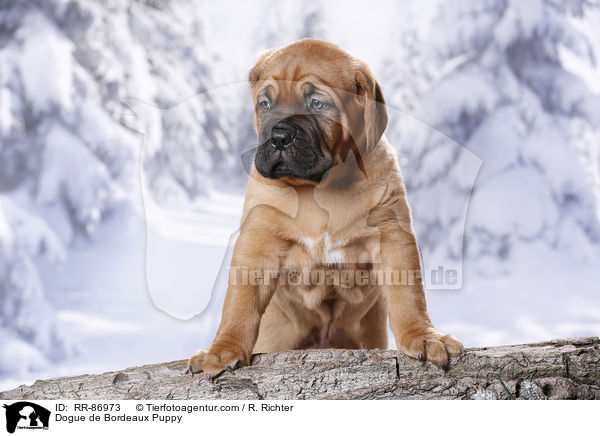 Bordeauxdogge Welpe / Dogue de Bordeaux Puppy / RR-86973