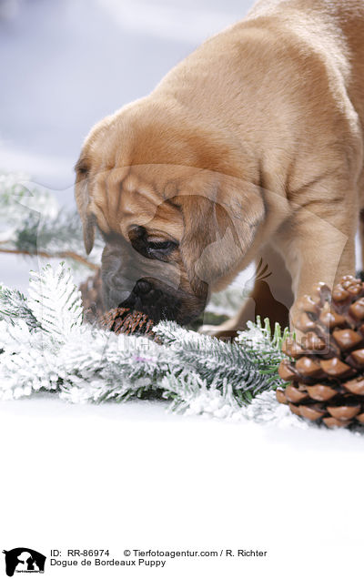 Bordeauxdogge Welpe / Dogue de Bordeaux Puppy / RR-86974