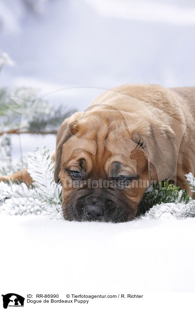 Bordeauxdogge Welpe / Dogue de Bordeaux Puppy / RR-86990