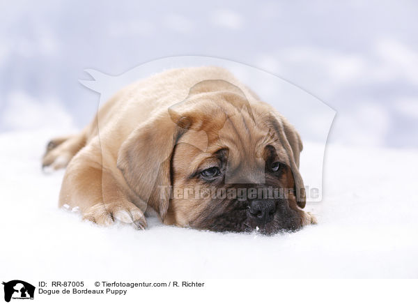 Dogue de Bordeaux Puppy / RR-87005