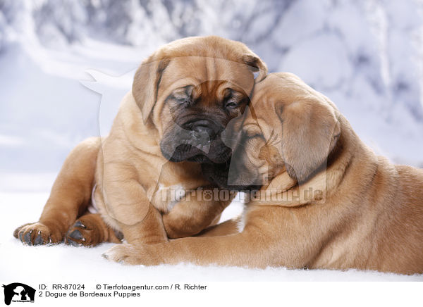 2 Bordeauxdogge Welpen / 2 Dogue de Bordeaux Puppies / RR-87024