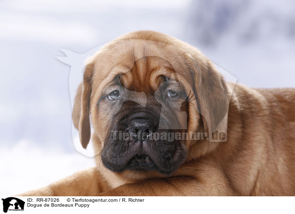 Bordeauxdogge Welpe / Dogue de Bordeaux Puppy / RR-87026