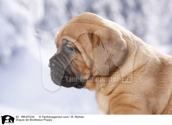 Bordeauxdogge Welpe / Dogue de Bordeaux Puppy / RR-87034
