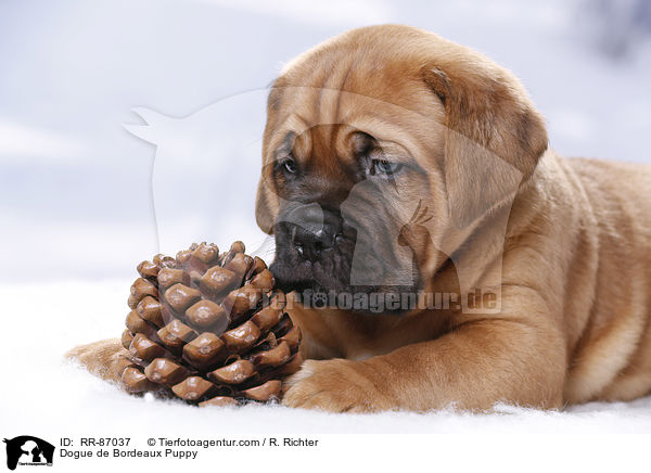Bordeauxdogge Welpe / Dogue de Bordeaux Puppy / RR-87037