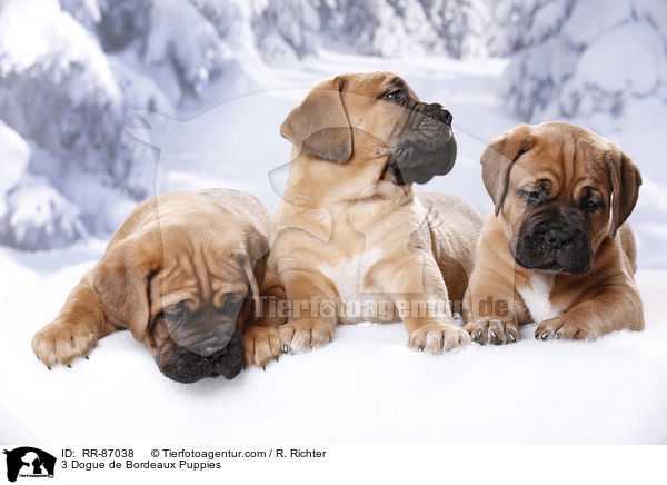 3 Bordeauxdogge Welpen / 3 Dogue de Bordeaux Puppies / RR-87038