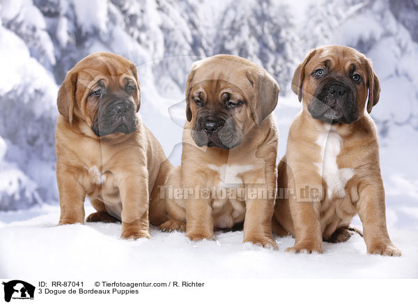 3 Bordeauxdogge Welpen / 3 Dogue de Bordeaux Puppies / RR-87041