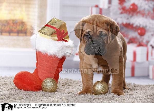 Bordeauxdogge Welpe / Dogue de Bordeaux Puppy / RR-87059