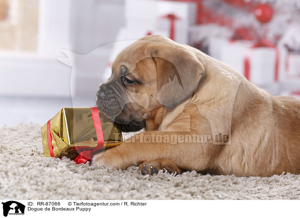 Bordeauxdogge Welpe / Dogue de Bordeaux Puppy / RR-87066